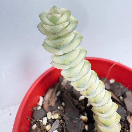 Crassula Fantacy - 80mm