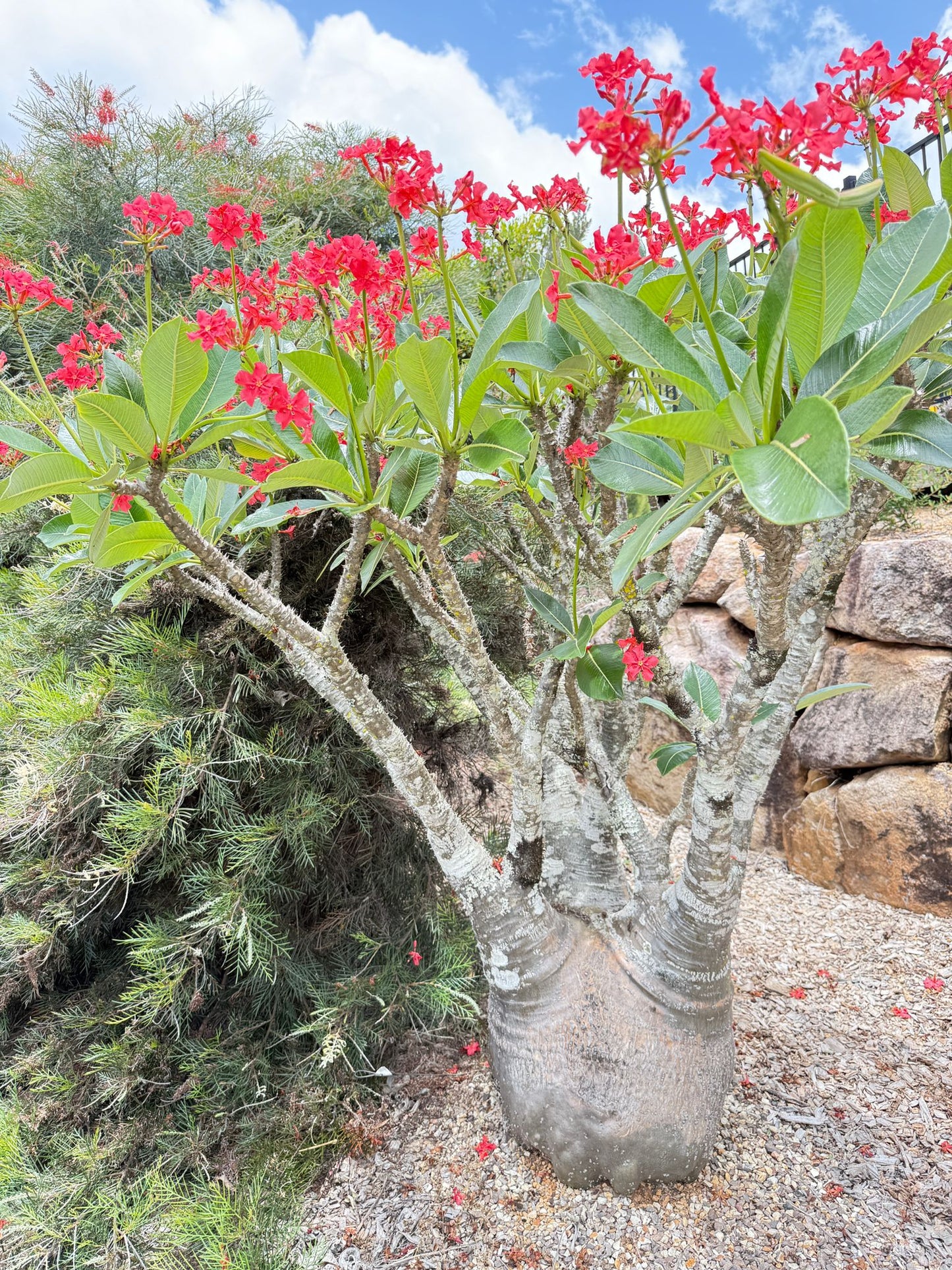 Pachypodium Baronii- Red Flower