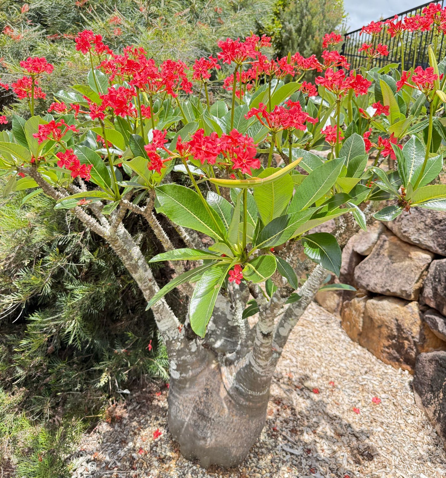 Pachypodium Baronii- Red Flower