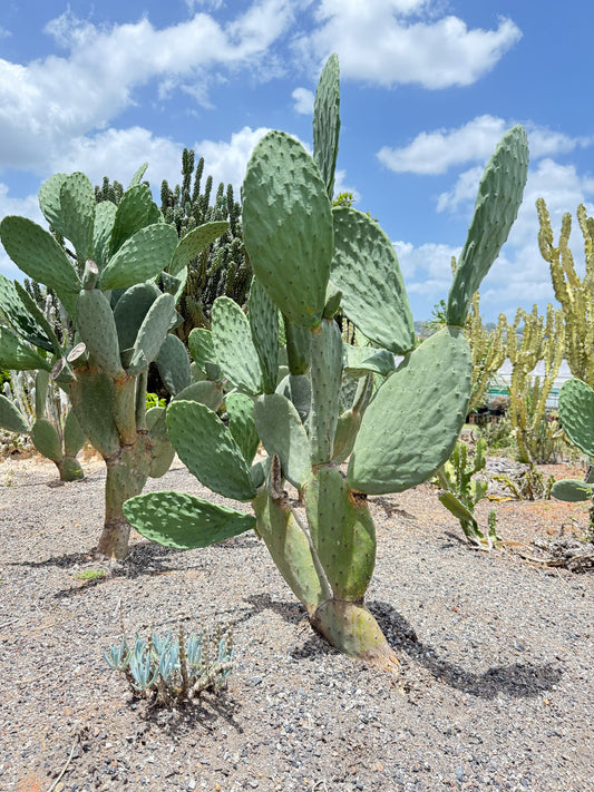 Opuntia Ficus Indica - Indian Fig