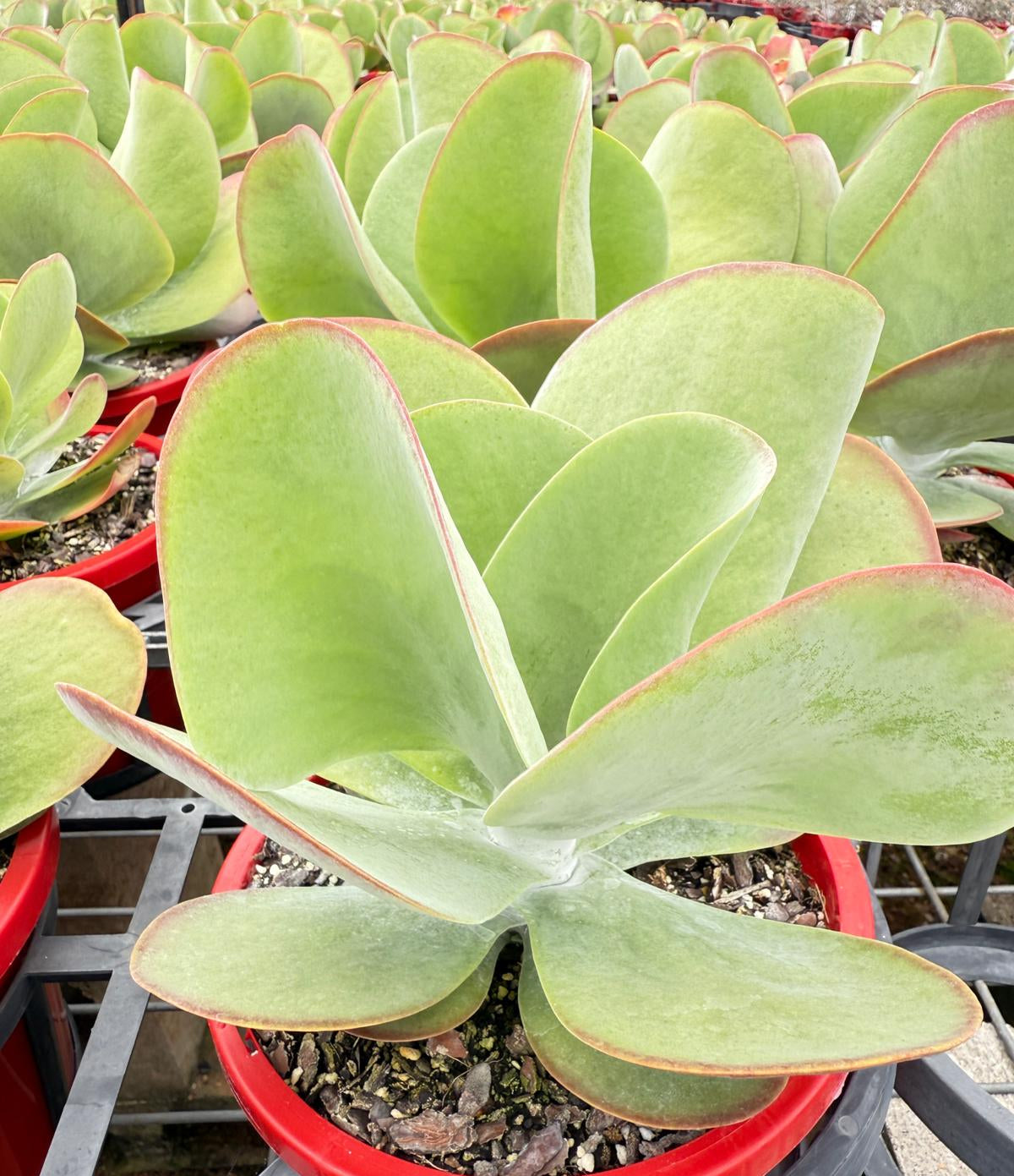 Kalanchoe Flapjack