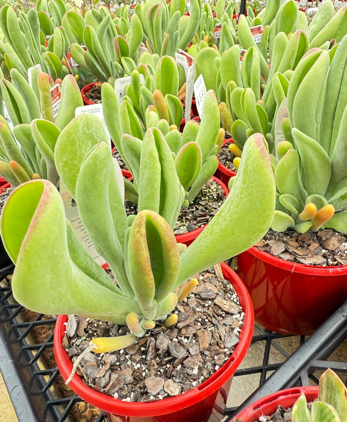 Crassula Shrek's  Ears  130mm