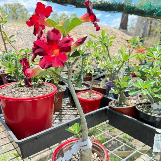 Desert Rose - Adenium Obesum- Grafted #79