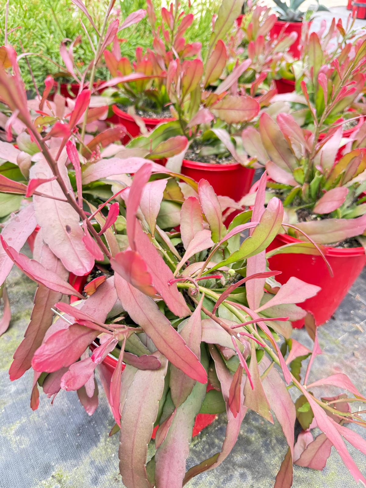 Rhipsalis Ramulosa Red Coral