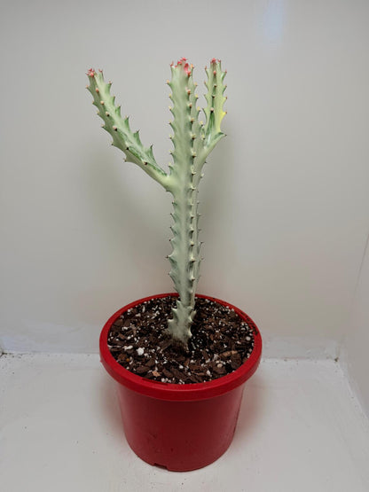 Euphorbia lactea ‘Ghost’