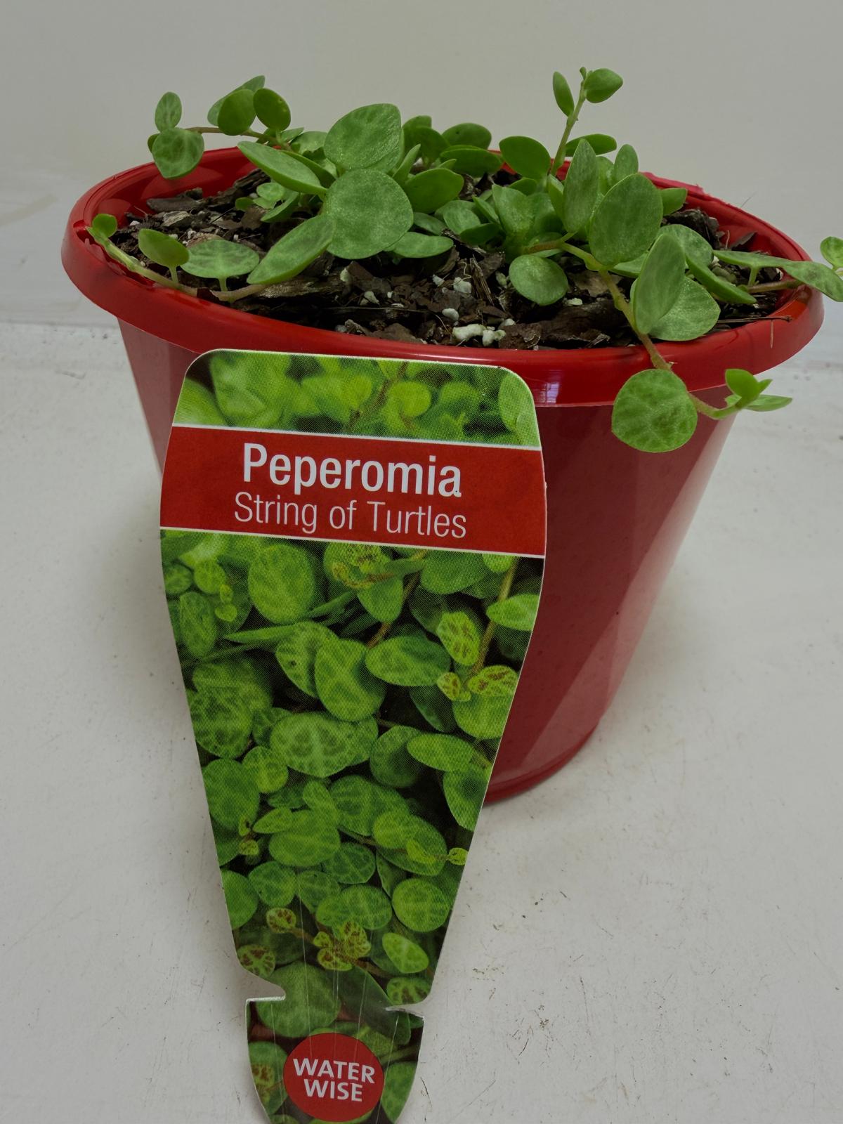 Peperomia Prostrata 'String of Turtles'