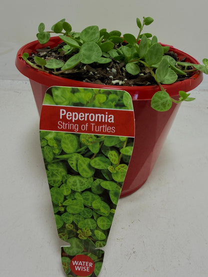 Peperomia Prostrata 'String of Turtles'