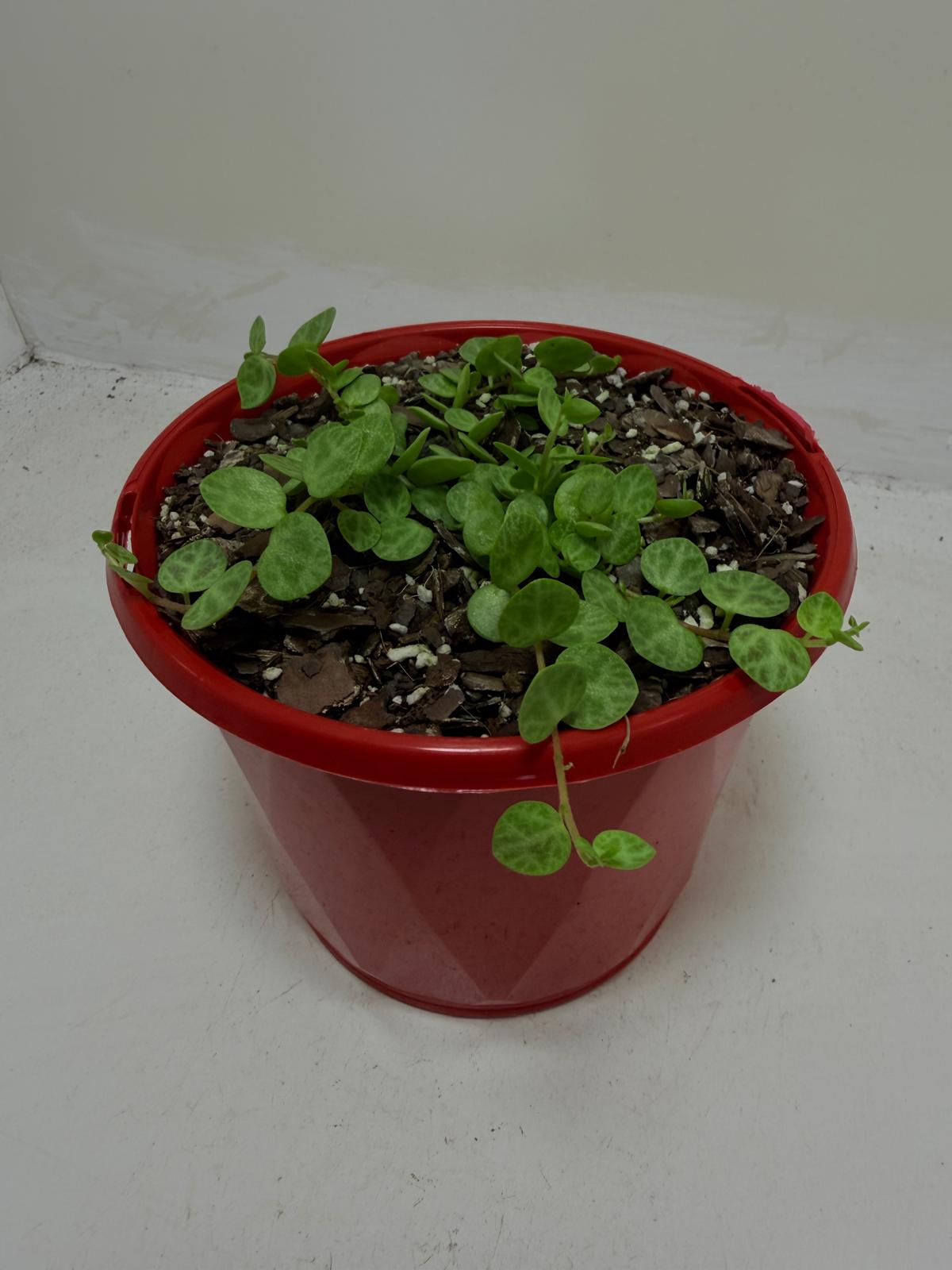 Peperomia Prostrata 'String of Turtles'