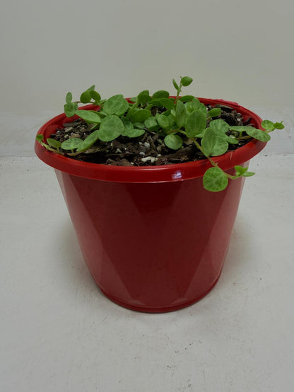 Peperomia Prostrata 'String of Turtles'
