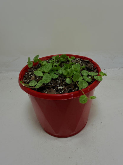 Peperomia Prostrata 'String of Turtles'