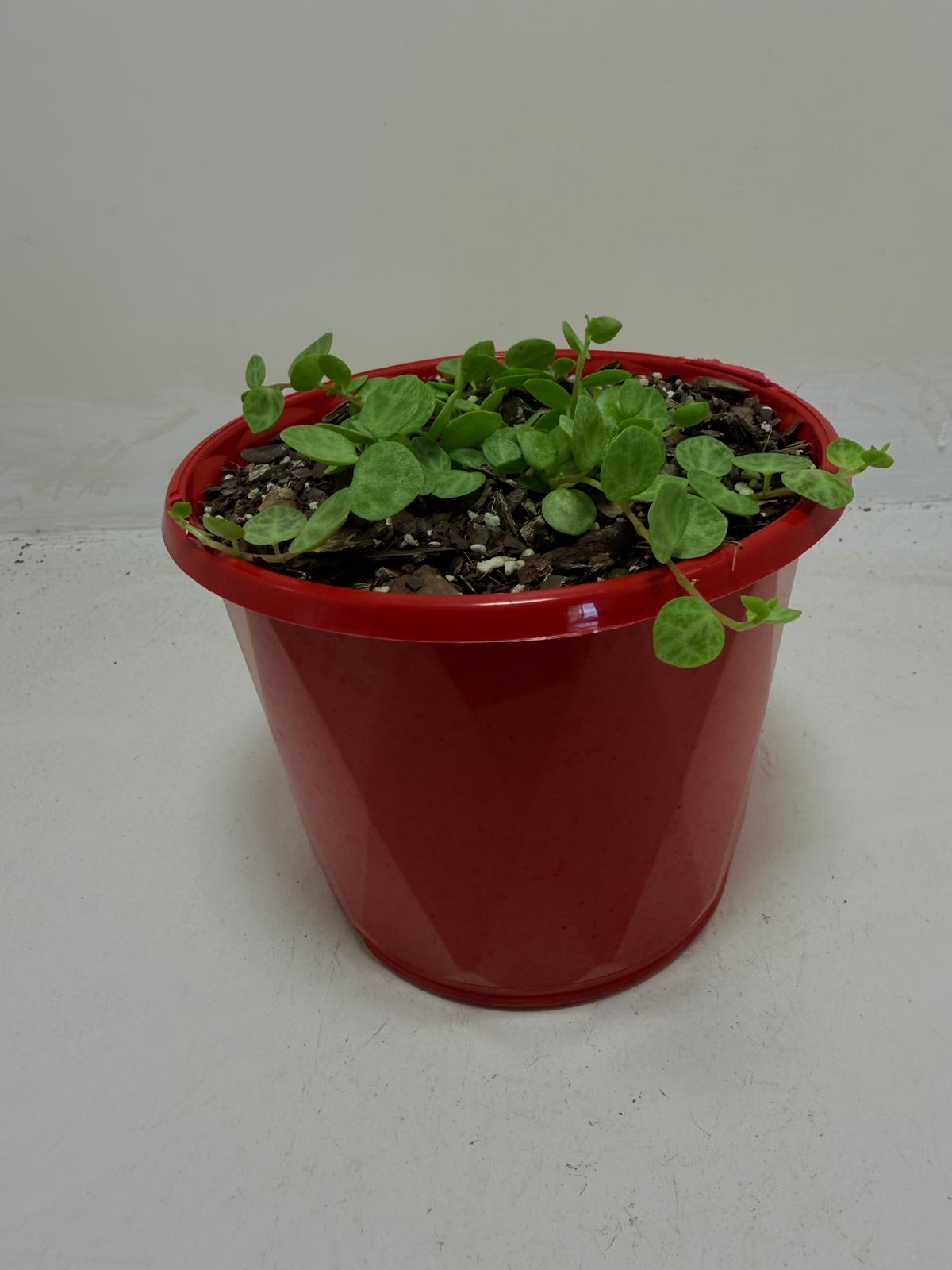 Peperomia Prostrata 'String of Turtles'