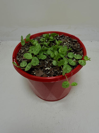 Peperomia Prostrata 'String of Turtles'