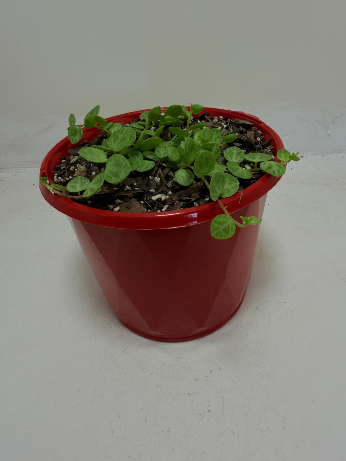 Peperomia Prostrata 'String of Turtles'
