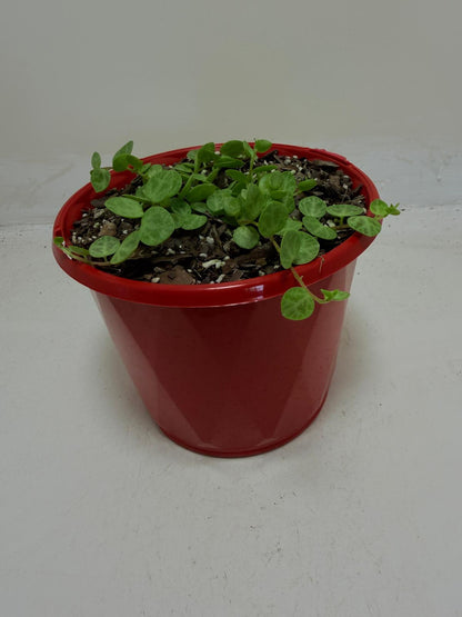 Peperomia Prostrata 'String of Turtles'
