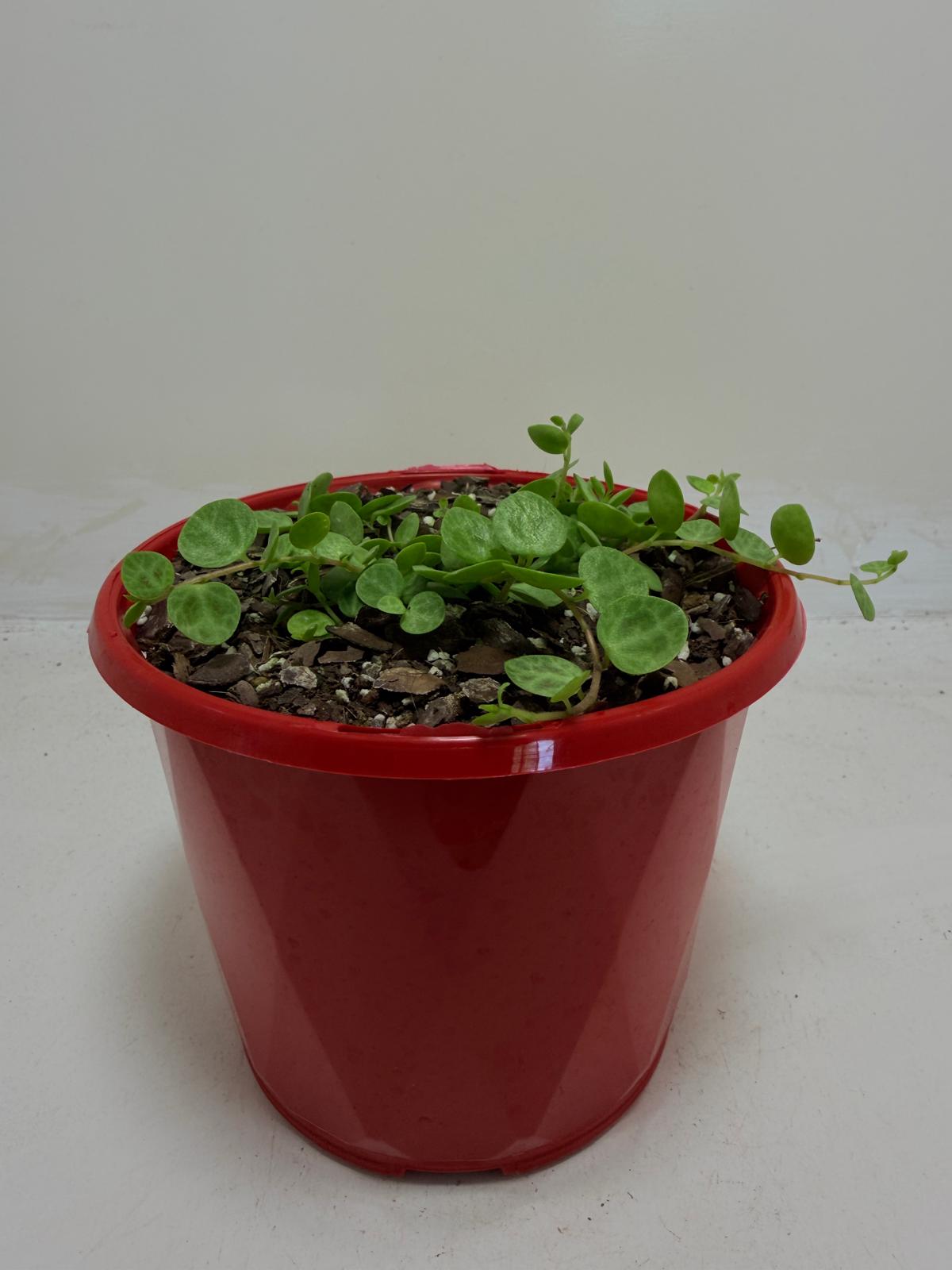 Peperomia Prostrata 'String of Turtles'