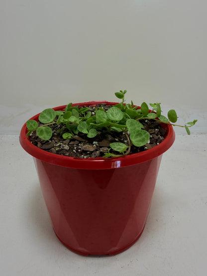 Peperomia Prostrata 'String of Turtles'