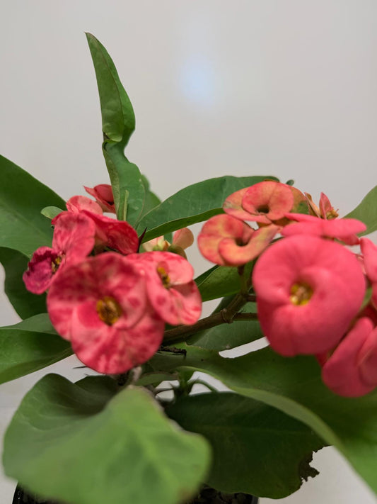 Euphorbia Milli  ‘Soft Pink’ #729