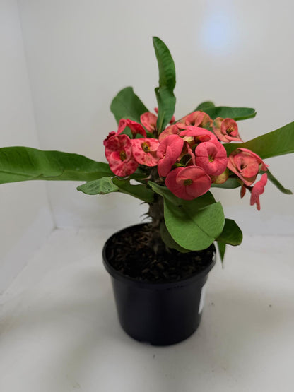 Euphorbia Milli  ‘Soft Pink’ #729
