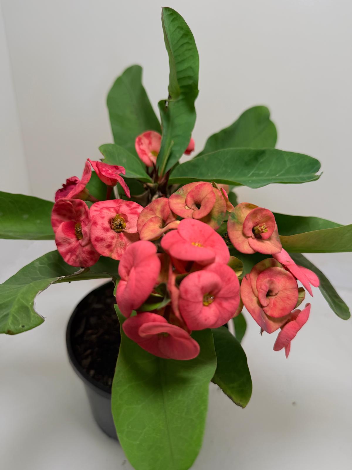 Euphorbia Milli  ‘Soft Pink’ #729