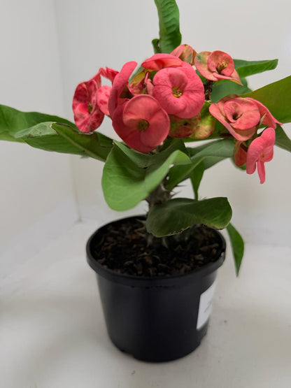 Euphorbia Milli  ‘Soft Pink’ #729