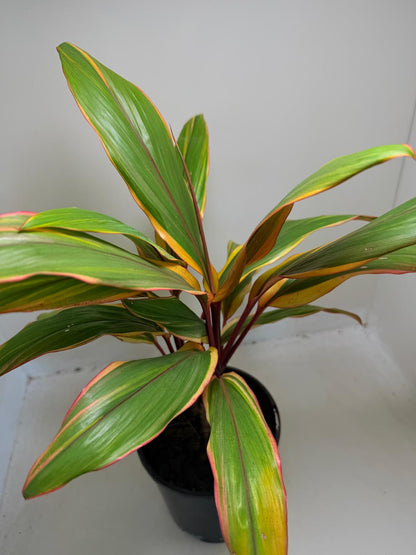Early Morning Diamond Cordyline