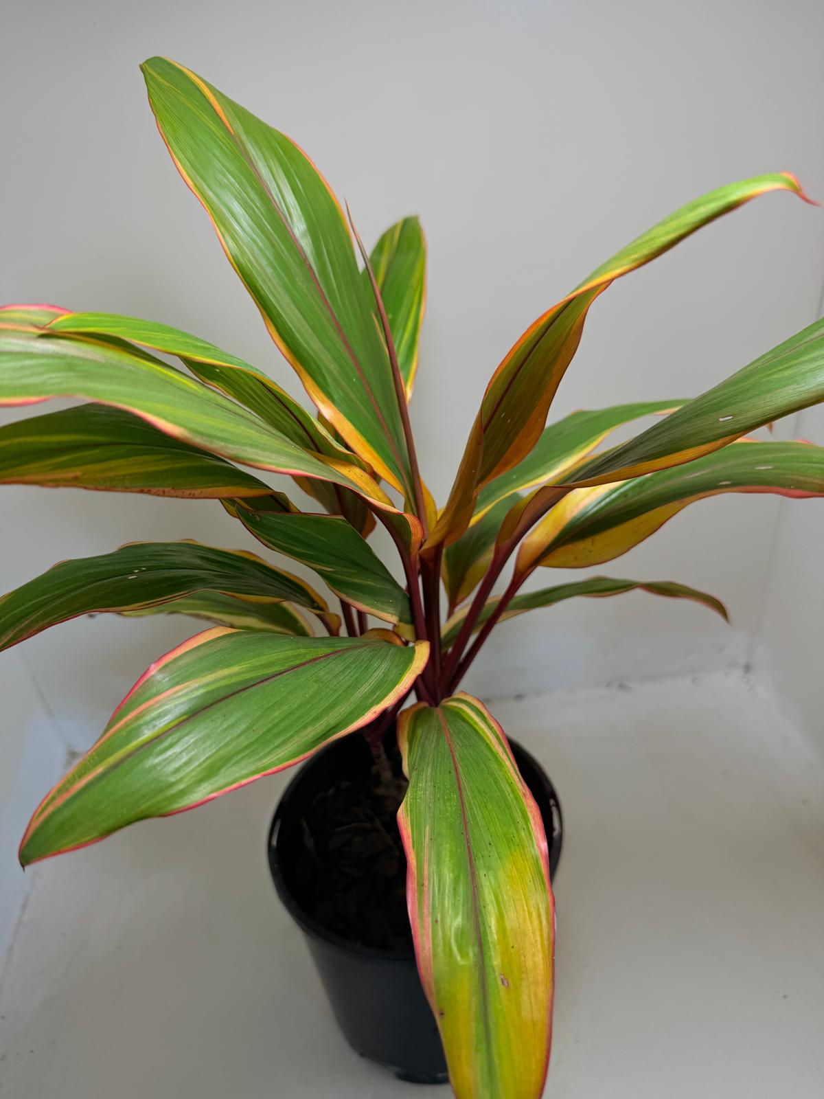 Early Morning Diamond Cordyline