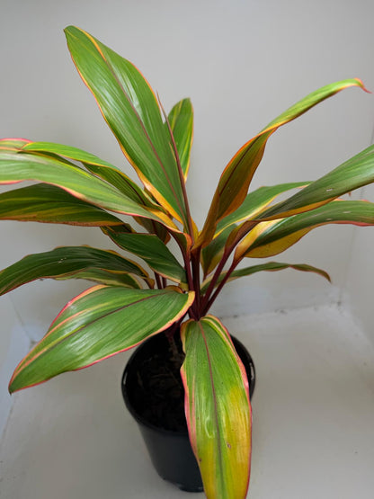 Early Morning Diamond Cordyline