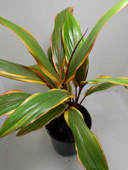 Early Morning Diamond Cordyline