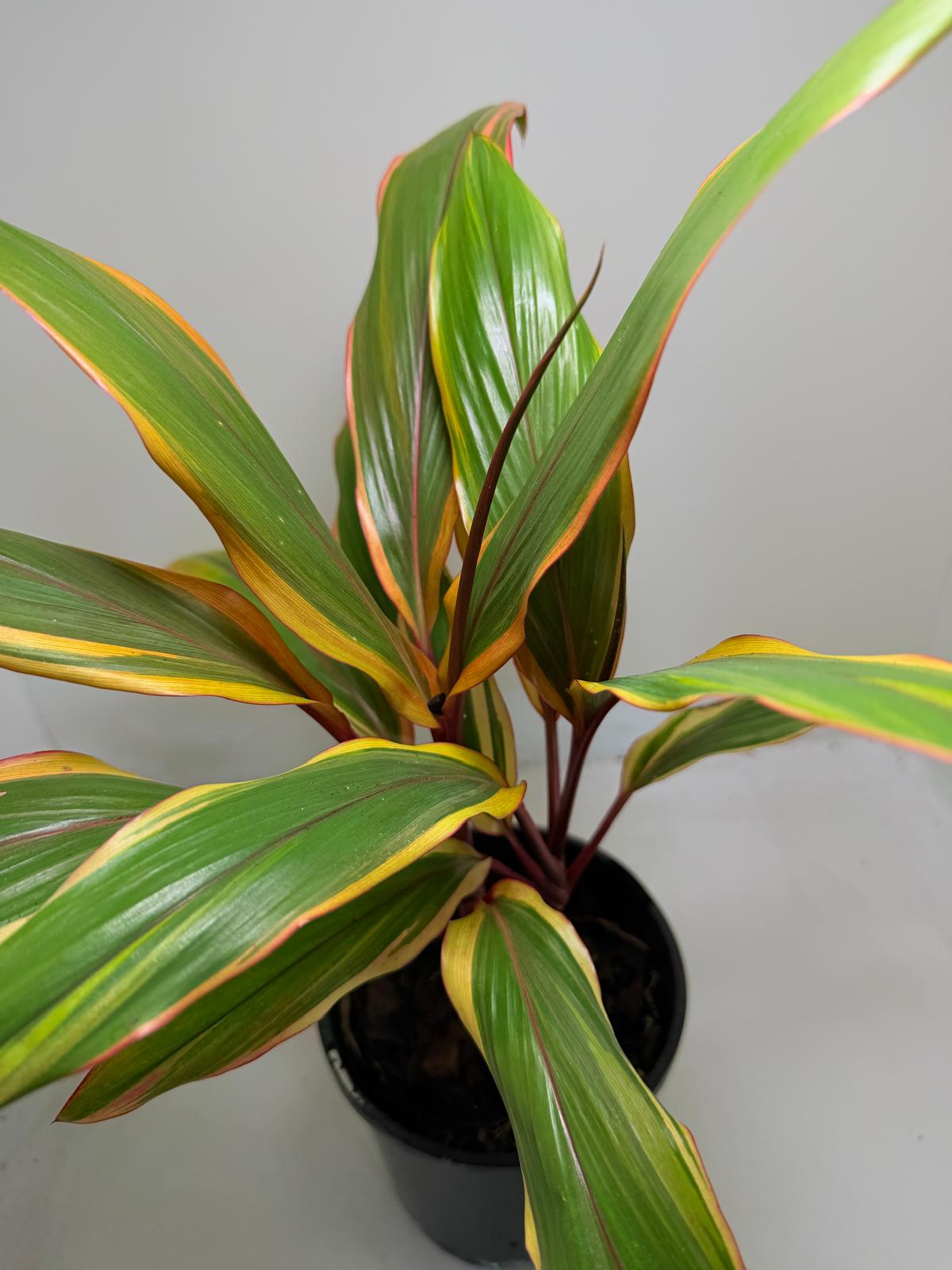 Early Morning Diamond Cordyline