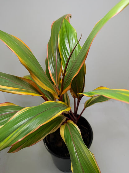 Early Morning Diamond Cordyline