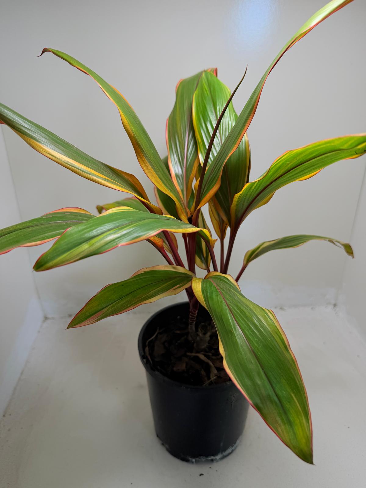 Early Morning Diamond Cordyline