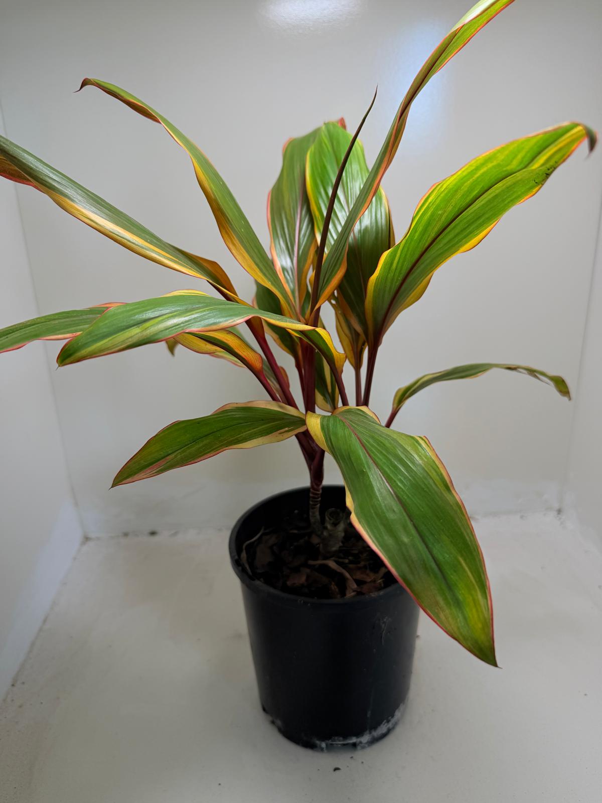 Early Morning Diamond Cordyline