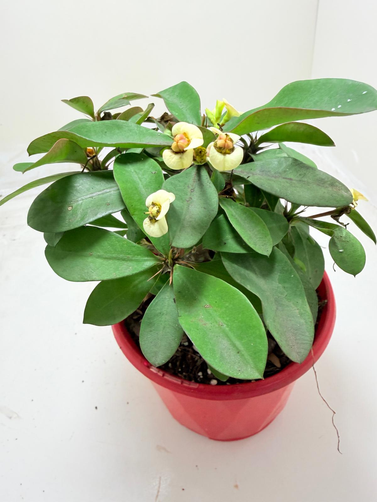 Euphorbia Milli #128