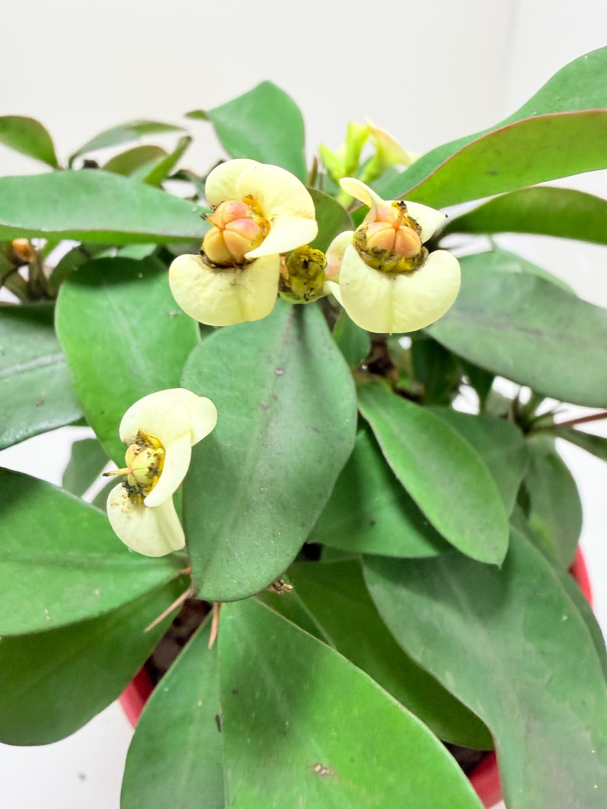 Euphorbia Milli #128