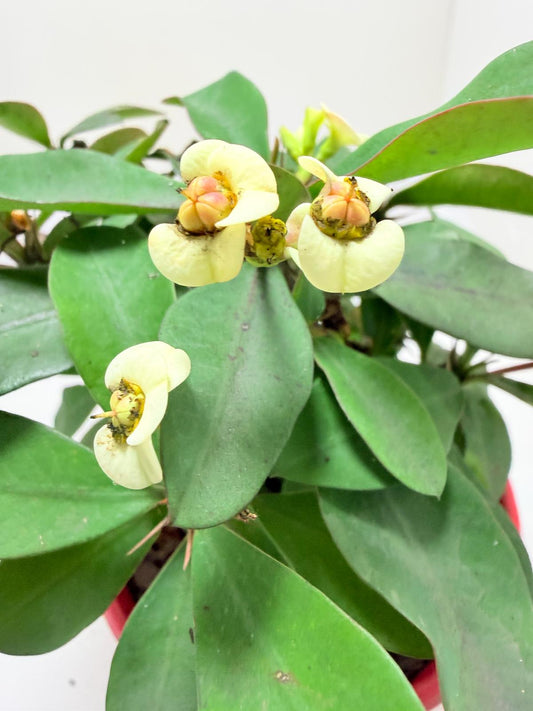 Euphorbia Milli #128