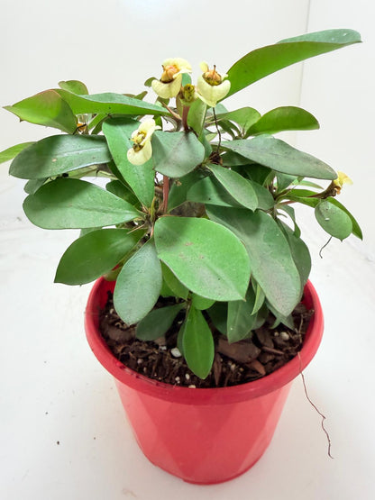 Euphorbia Milli #128