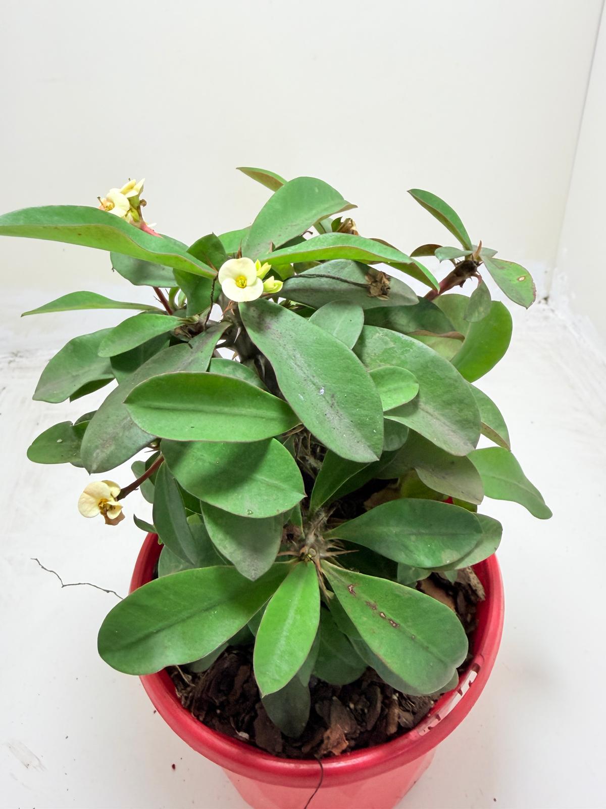 Euphorbia Milli #128