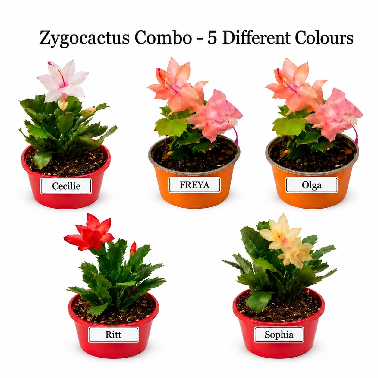 Zygocactus Combo - 5 Different Colours