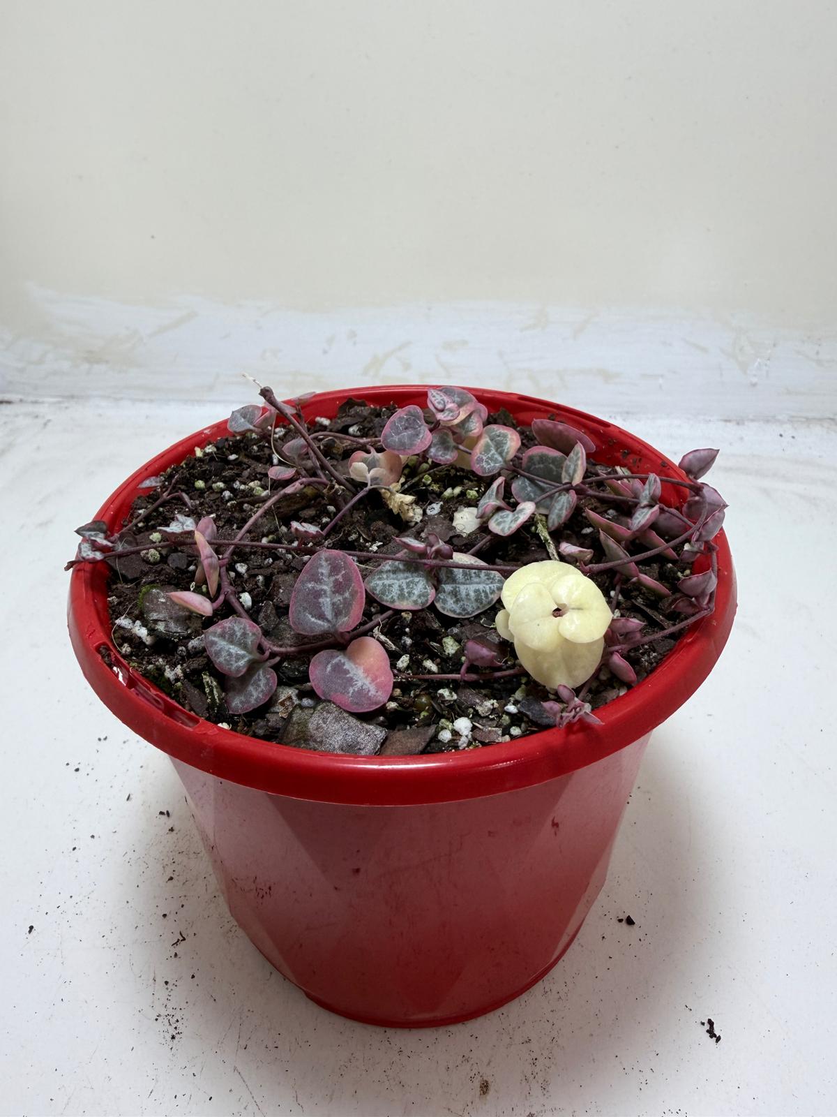 Ceropegia Woodii Variegated "Chain of Hearts"