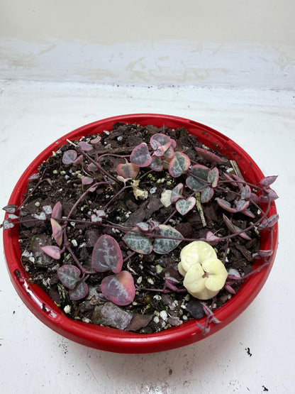 Ceropegia Woodii Variegated "Chain of Hearts"
