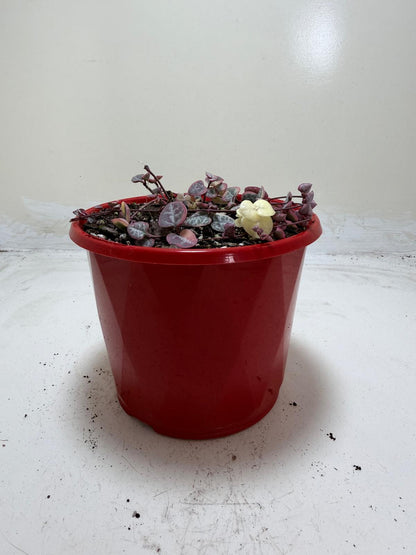 Ceropegia Woodii Variegated "Chain of Hearts"