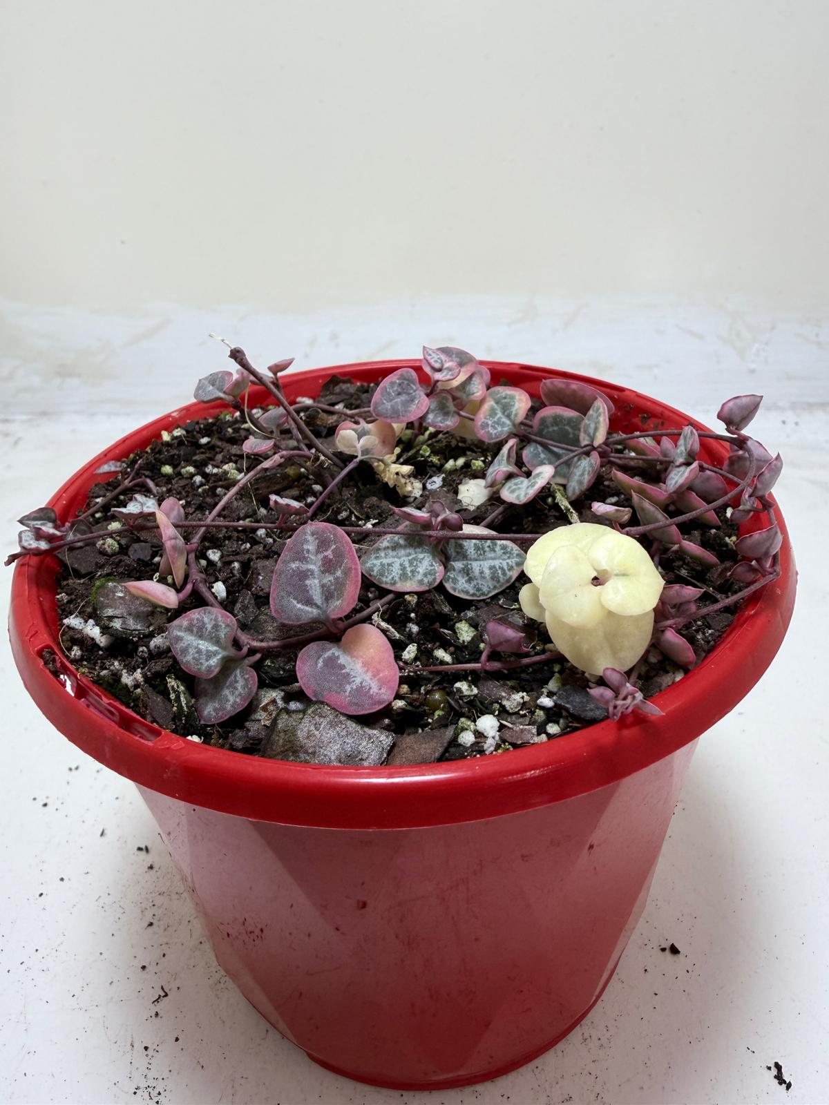 Ceropegia Woodii Variegated "Chain of Hearts"