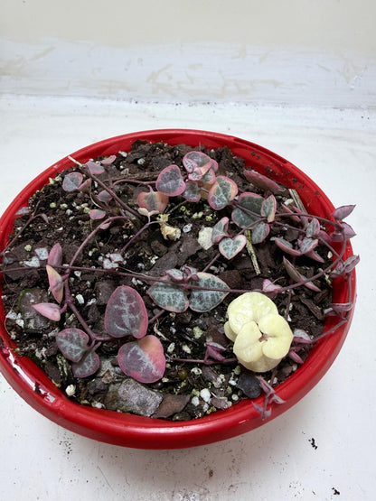 Ceropegia Woodii Variegated "Chain of Hearts"