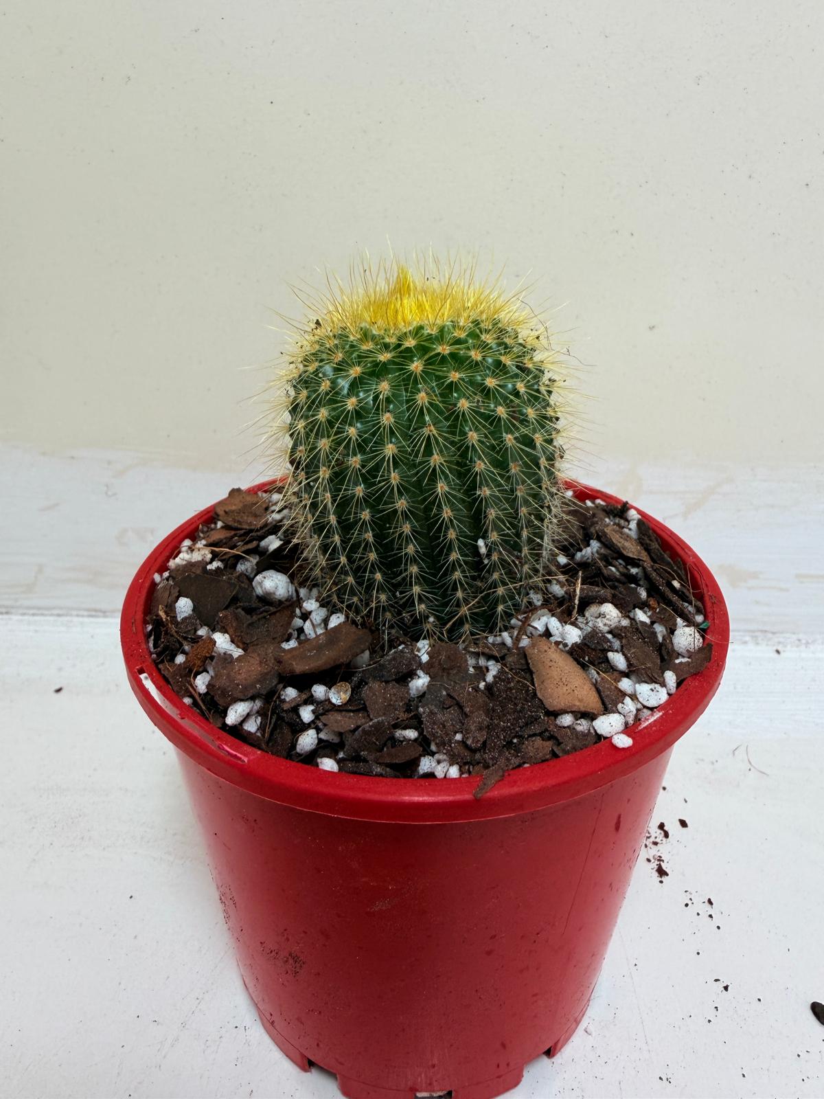 Cacti- Parodia 'Golden Ball Cactus'