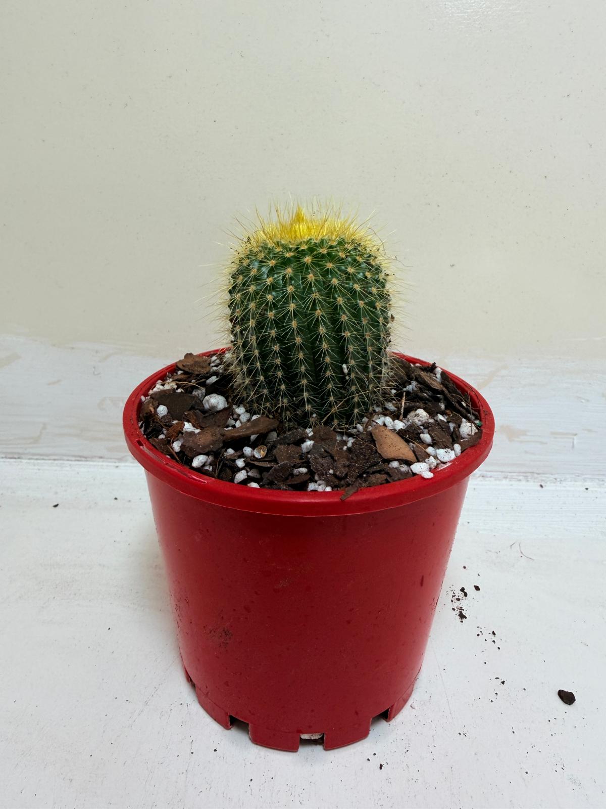 Cacti- Parodia 'Golden Ball Cactus'