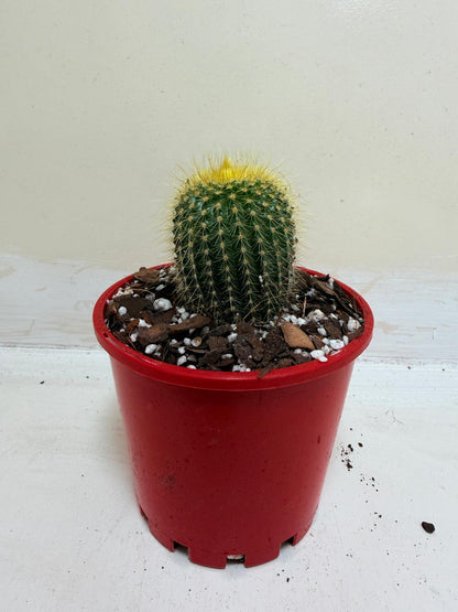 Cacti- Parodia 'Golden Ball Cactus'