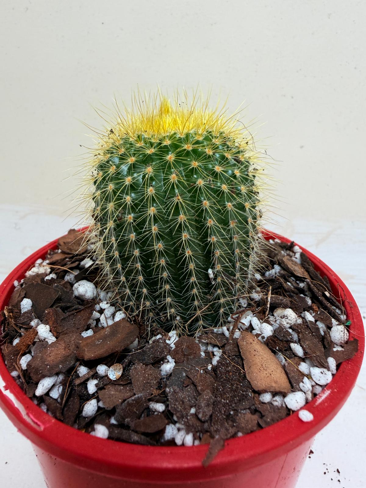 Cacti- Parodia 'Golden Ball Cactus'