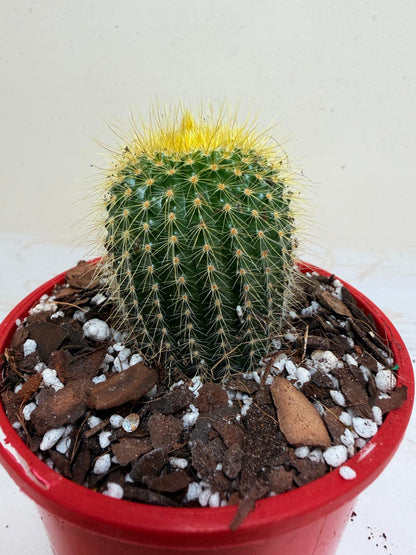 Cacti- Parodia 'Golden Ball Cactus'