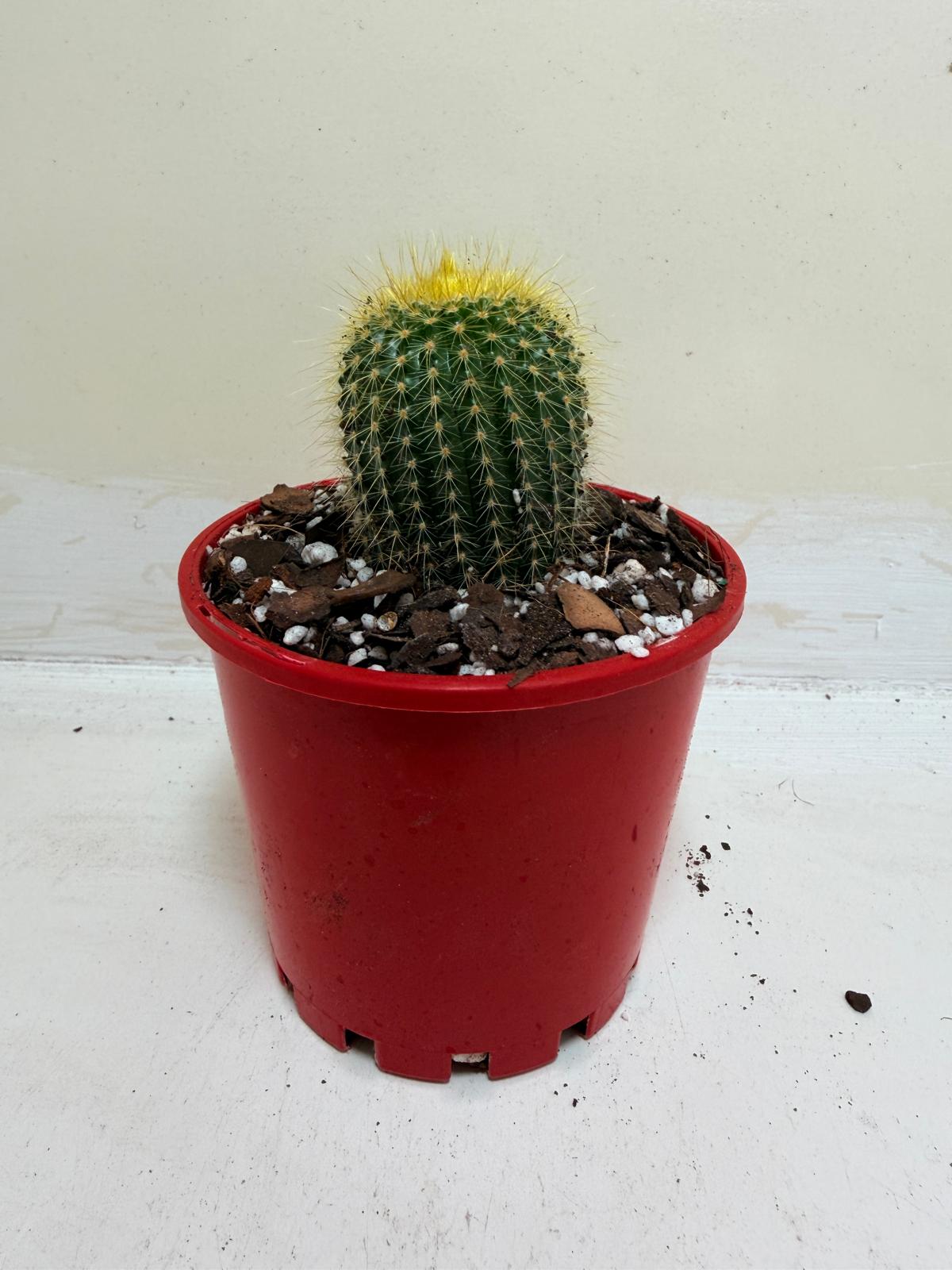 Cacti- Parodia 'Golden Ball Cactus'