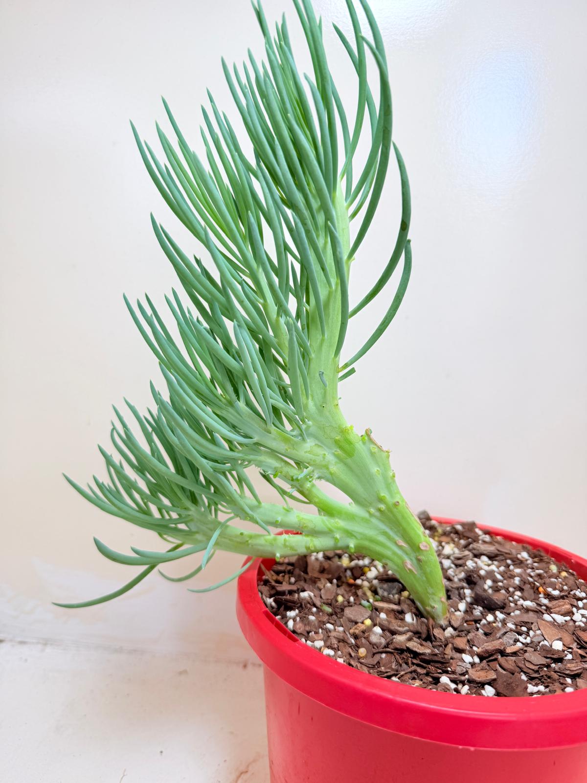 Senecio Talinoides Mermaids Tail #406